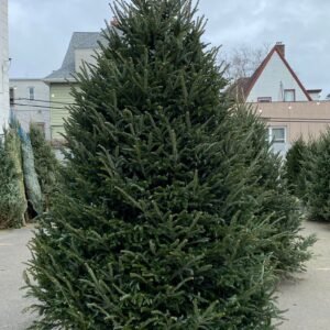 Christmas Tree Big Size(8ft)